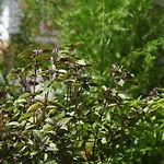 Jurijana - New 4-bedroom Triplex With Sauna & Garden דירה